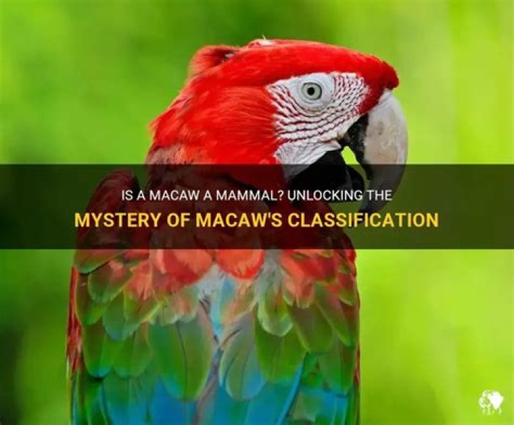 Are a macaw a mammal?