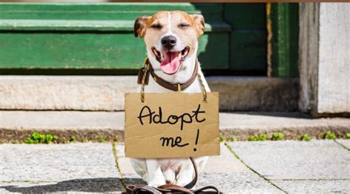 Are adopted dogs free?
