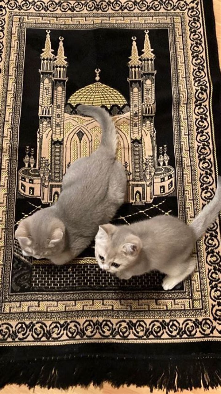 Are cats impure in islam?
