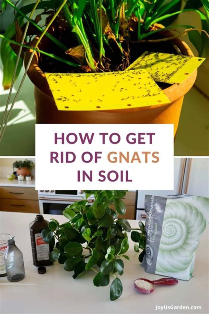 Are gnats bad for plants?