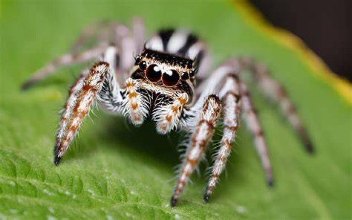 Are jumping spiders poisonous?