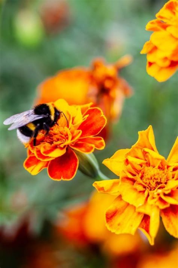 Are marigolds good for bees?