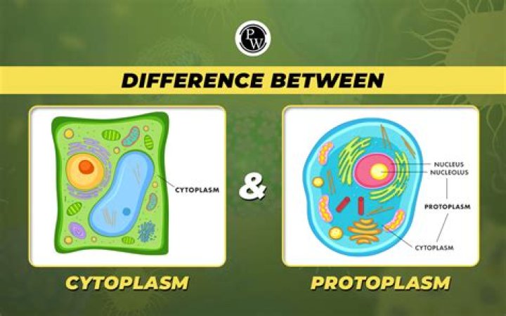 Are protoplasm and cytoplasm the same thing?