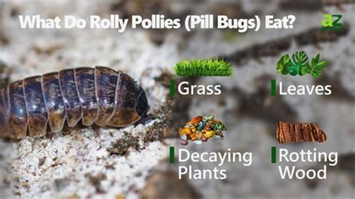 Are Rolly Pollies good for soil?