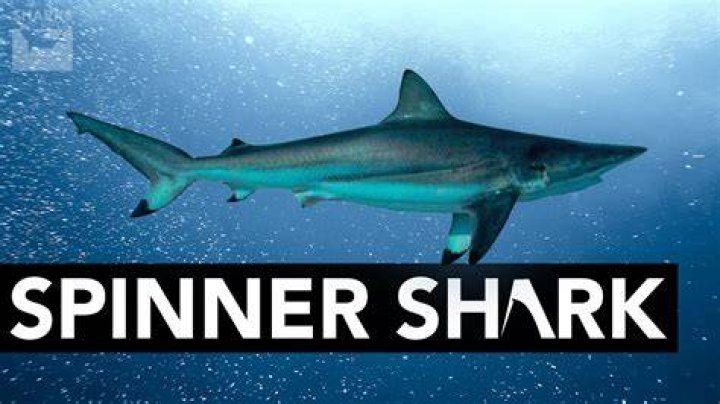 Are spinner sharks dangerous?