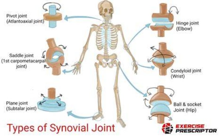 Are synovial joints freely movable?