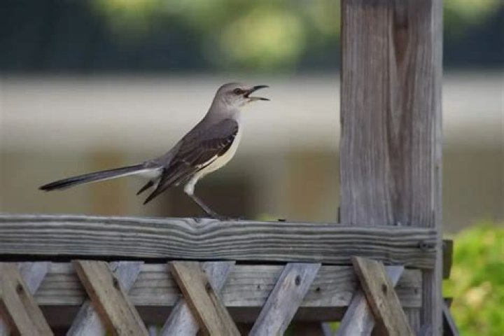 Can a Mockingbird talk?
