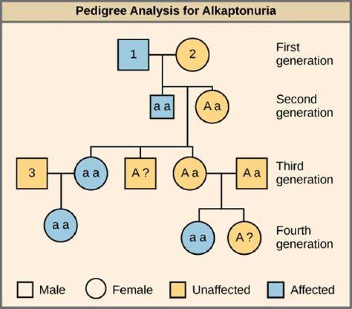 Can alkaptonuria be inherited?