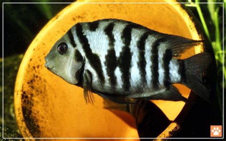 Can Convict cichlids change gender?