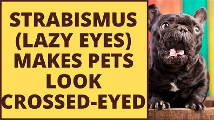 Can dogs have strabismus?