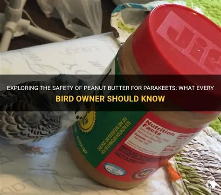 Can parakeets have peanut butter?