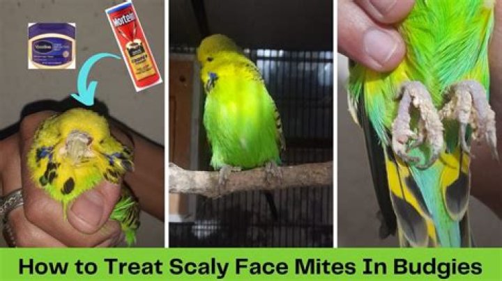 Can scaly mites kill budgies?