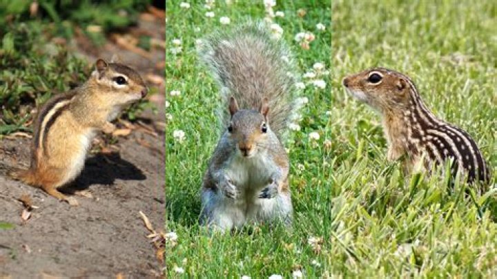 Can you get a chipmunk as a pet?