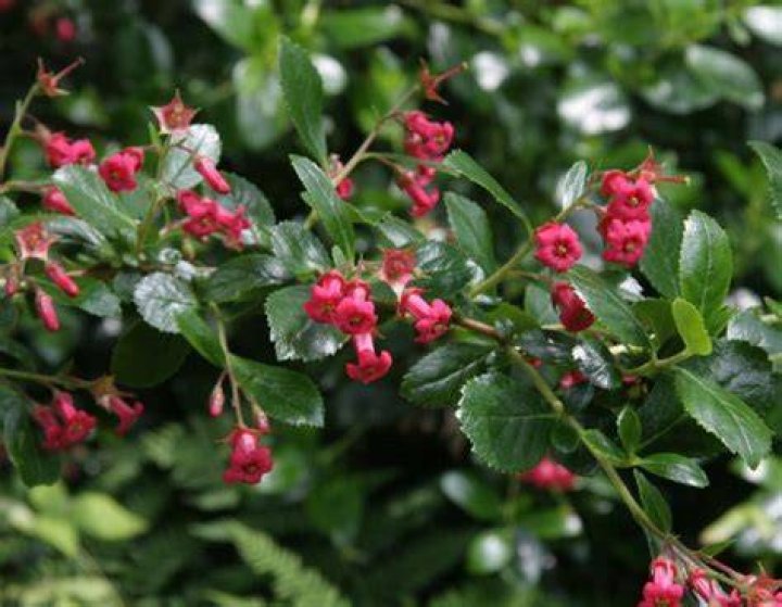 Can you prune escallonia?