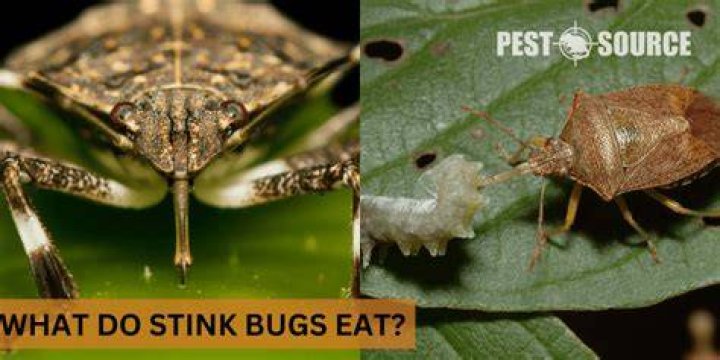 Do birds eat stink bugs?