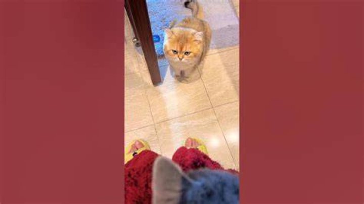 Do cats feel jealousy?