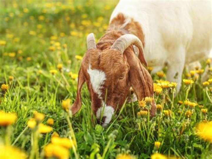 Do goats eat goat weed?