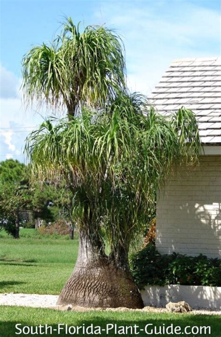 Do ponytail palms need full sun?