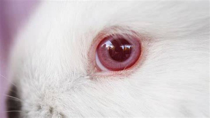 Do white rabbits have red eyes?
