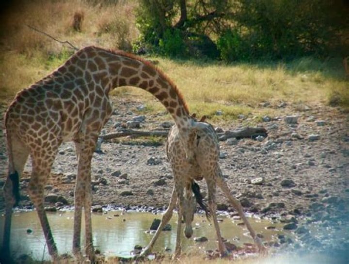 Does a female giraffe have udders?