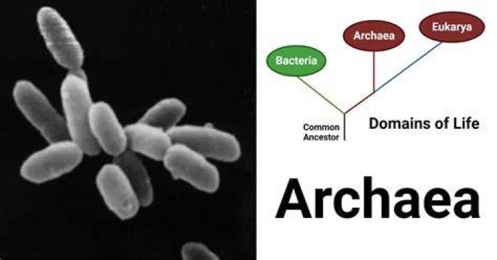 Does archaea have dna?