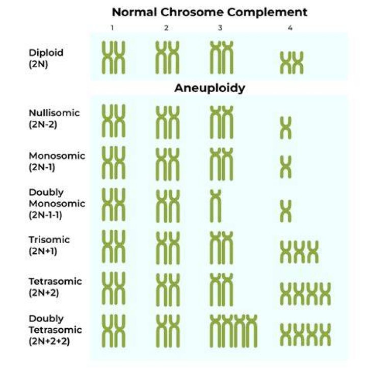 Does icsi cause aneuploidy?