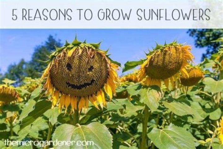 How did sunflowers get their name?