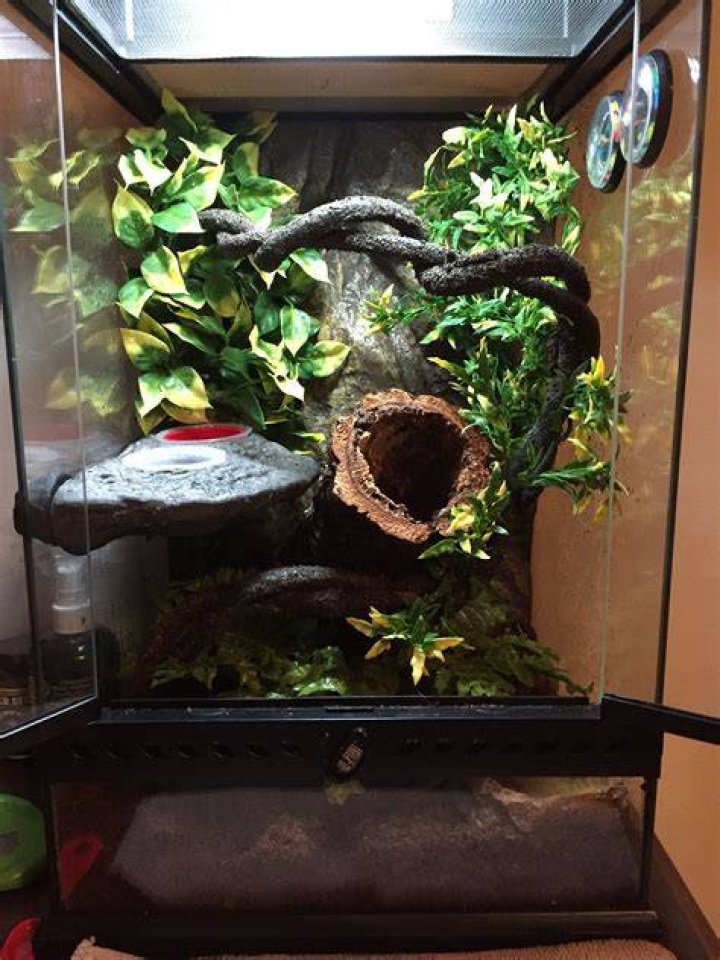 How do I cool down my geckos tank?
