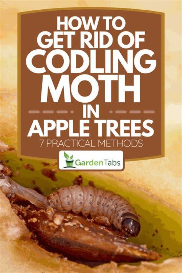 How do i get rid of codling moths?