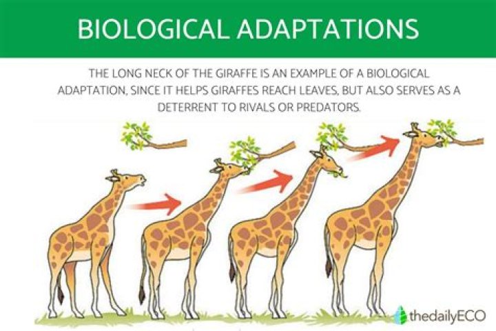 How do organisms adapt to the neritic zone?
