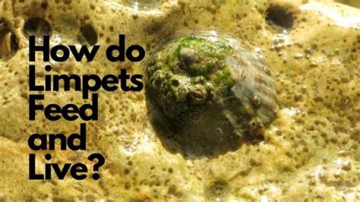 How do you repair limpets?