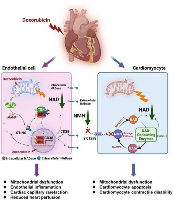 How doxorubicin cause cardiotoxicity?