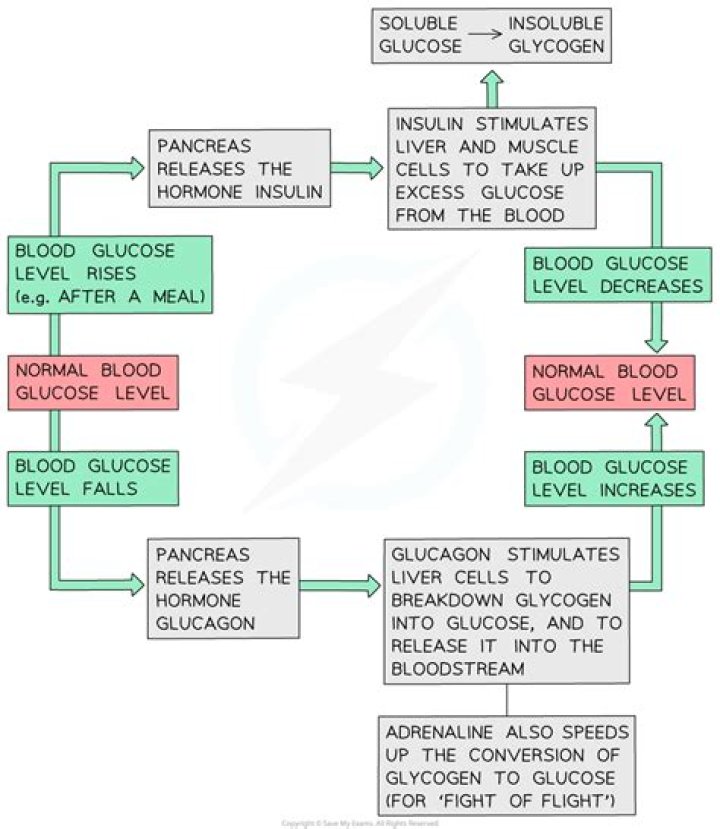 How glucagon regulate blood glucose levels?