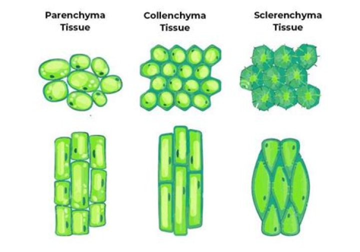 How is collenchyma different from other permanent tissues?