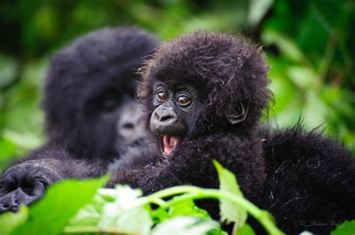 How long do gorillas live?