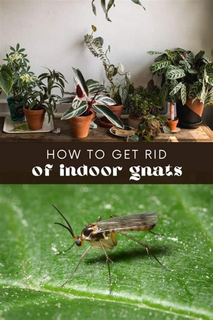 How to catch indoor gnats?
