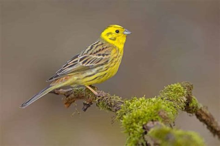 Is a yellowhammer rare?