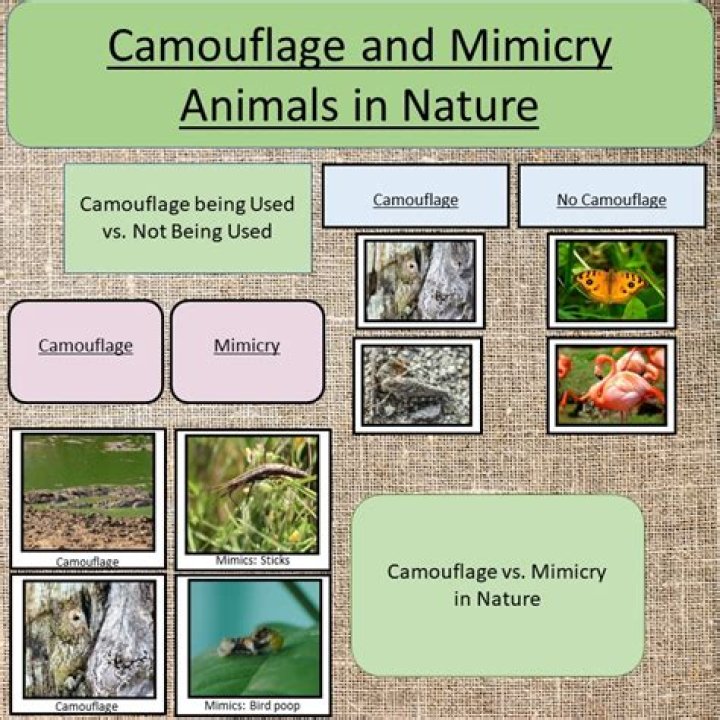 Is it mimicry or camouflage?