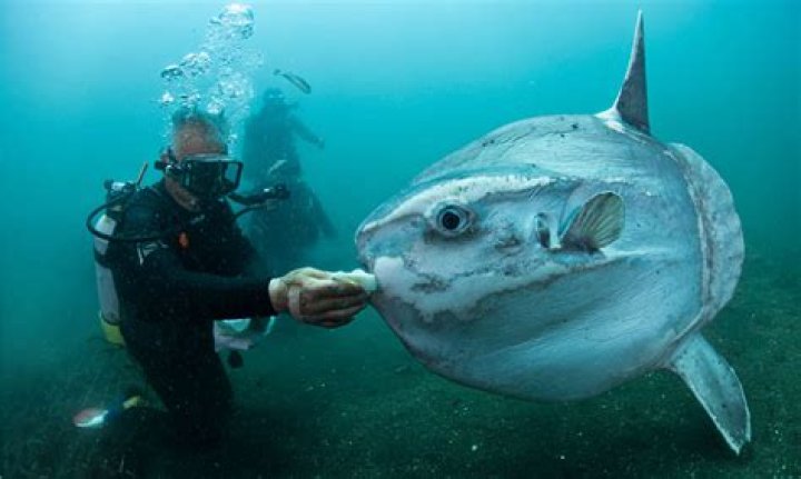 Is the Sunfish endangered?