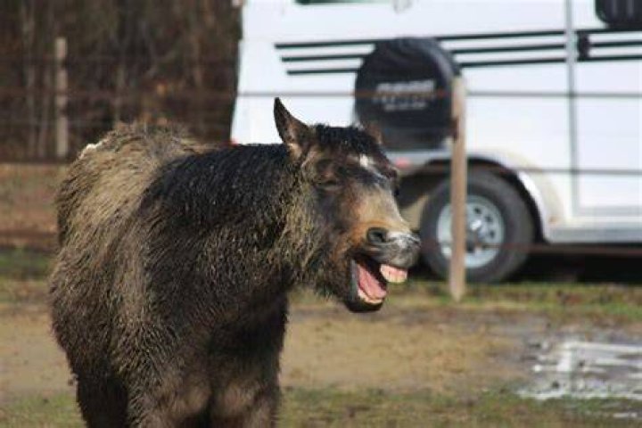 Should donkeys be bathed?