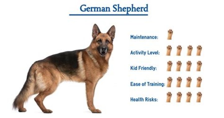 What does GSD stand for in dogs?