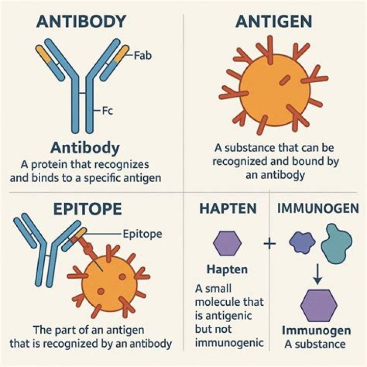 What does hapten mean in biochemistry?