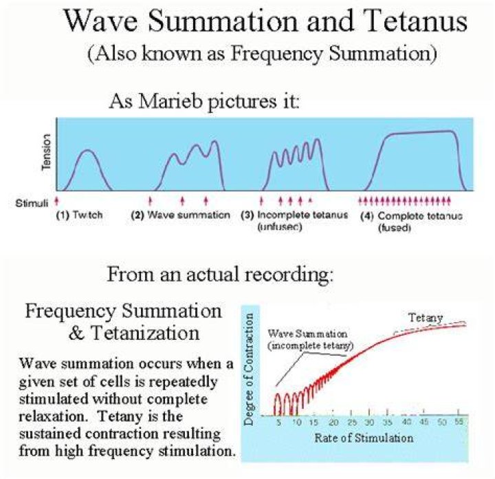 What does the tetanization meaning?