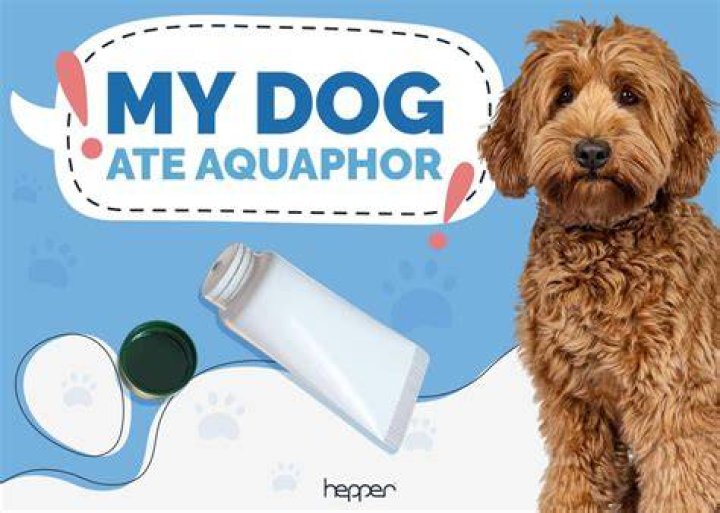 What happens if your dog eats aquaphor?