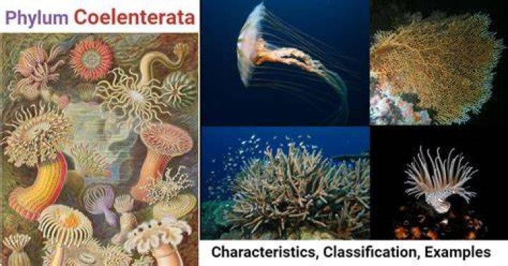 What is a coelenterate meaning?