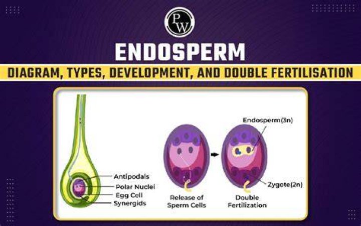 What is endosperm in plants?