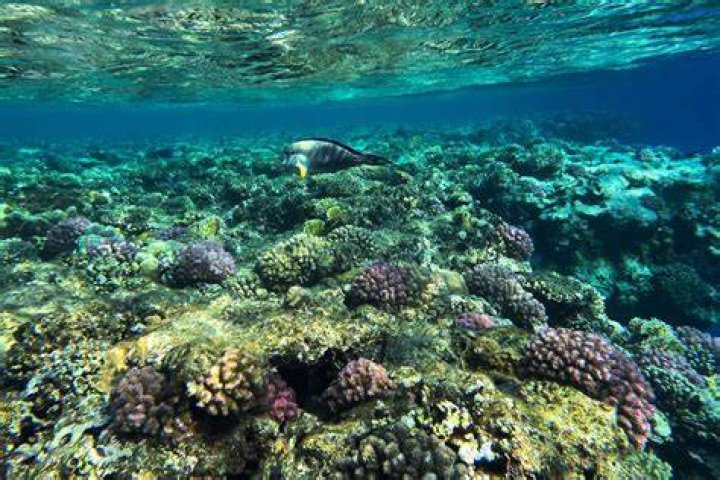 What is so special about mauritius?