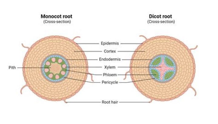 What is the root fossil?