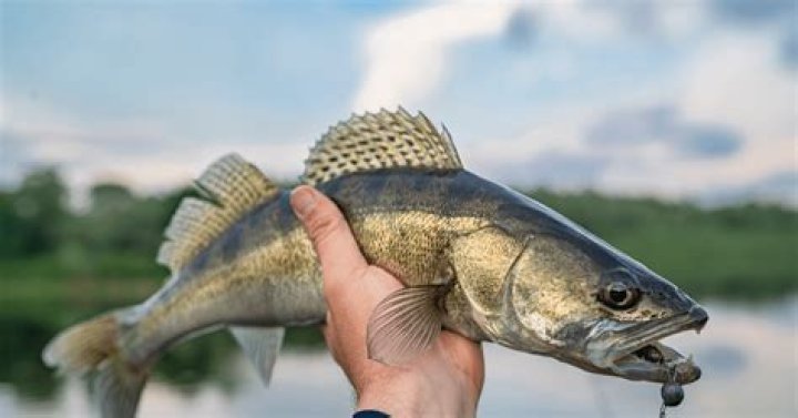 What size walleye should I eat?