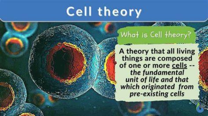 What stores information in a cell?